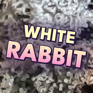 White Rabbit Cannabis Strain