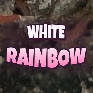 White Rainbow Cannabis Strain