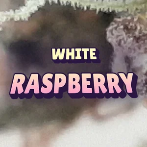 White Raspberry Cannabis Strain