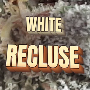 White Recluse Cannabis Strain