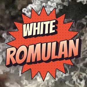 White Romulan Cannabis Strain