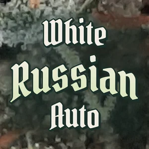 White Russian Auto Cannabis Strain