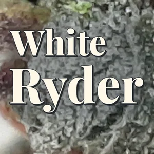 White Ryder Cannabis Strain