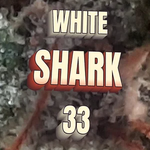 White Shark 33 Cannabis Strain