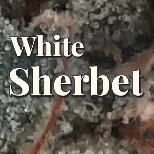 White Sherbet Cannabis Strain