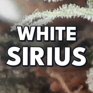 White Sirius Cannabis Strain