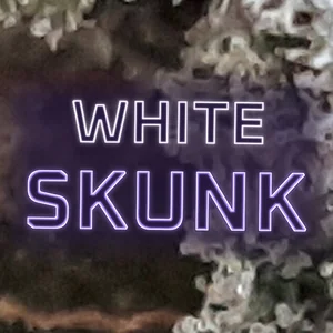 White Skunk Cannabis Strain