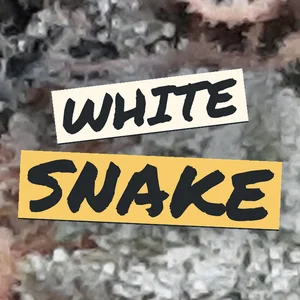 White Snake Cannabis Strain