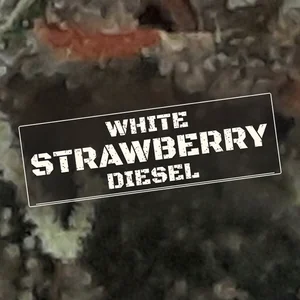 White Strawberry Diesel Cannabis Strain