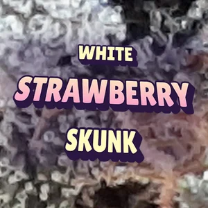 White Strawberry Skunk Cannabis Strain