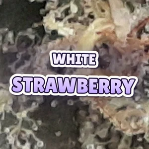 White Strawberry Cannabis Strain