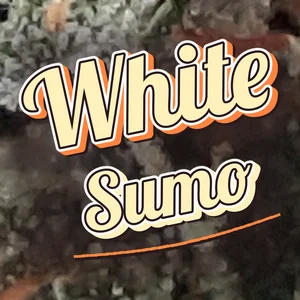 White Sumo Cannabis Strain