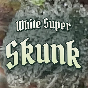 White Super Skunk Cannabis Strain