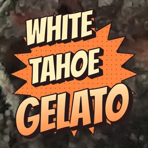 White Tahoe Gelato Cannabis Strain