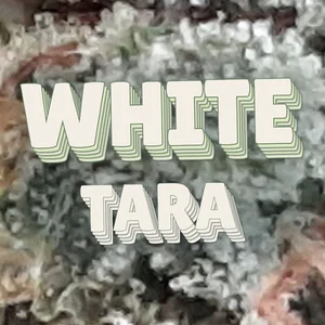 White Tara Cannabis Strain