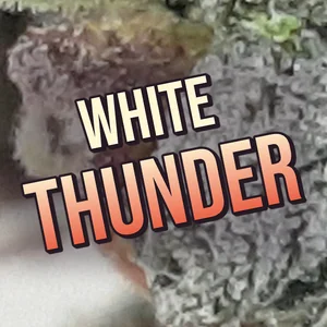 White Thunder Cannabis Strain