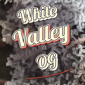 White Valley OG Cannabis Strain