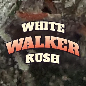 White Walker Kush Cannabis Strain