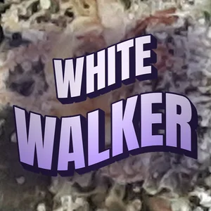 White Walker Cannabis Strain