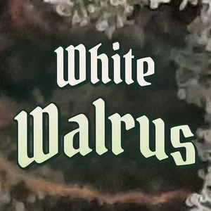 White Walrus Cannabis Strain