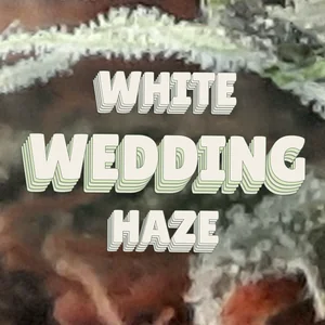 White Wedding Haze Cannabis Strain