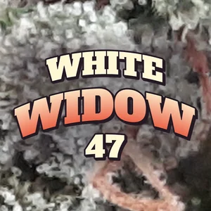 White Widow 47 Cannabis Strain