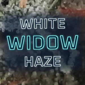 White Widow Haze Cannabis Strain