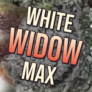 White Widow Max Cannabis Strain