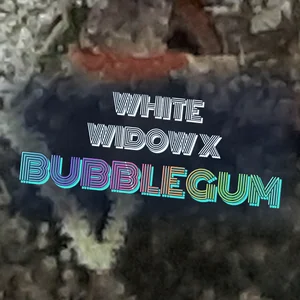 White Widow x Bubblegum Cannabis Strain