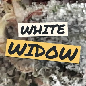 White Widow Cannabis Strain