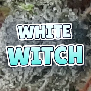 White Witch Cannabis Strain