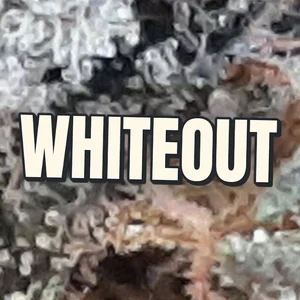 Whiteout Cannabis Strain
