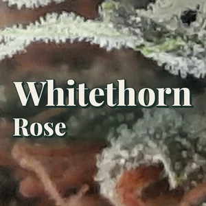 Whitethorn Rose Cannabis Strain
