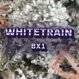 Whitetrain BX1 Cannabis Strain