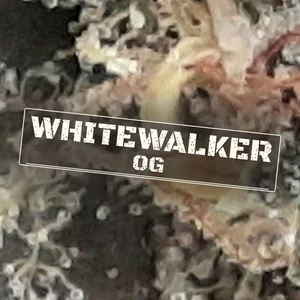 Whitewalker OG Cannabis Strain