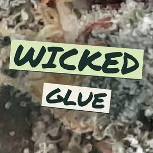 Wicked Glue Cannabis Strain