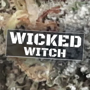 Wicked Witch Cannabis Strain