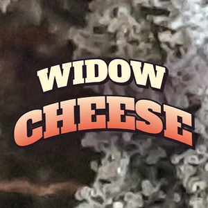Widow Cheese Cannabis Strain