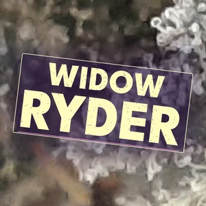 Widow Ryder Cannabis Strain