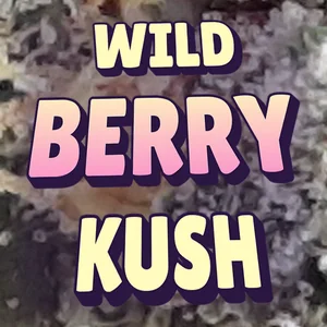 Wild Berry Kush Cannabis Strain