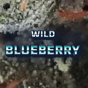 Wild Blueberry Cannabis Strain