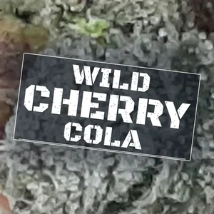 Wild Cherry Cola Cannabis Strain