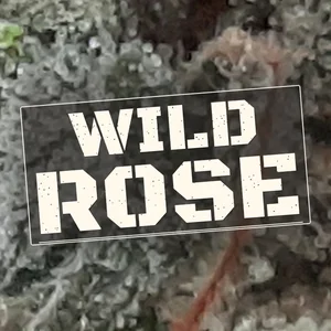 Wild Rose Cannabis Strain