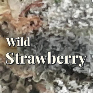 Wild Strawberry Cannabis Strain
