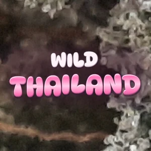Wild Thailand Cannabis Strain