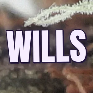 Wills Cannabis Strain