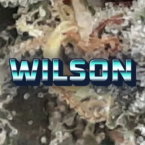 Wilson Cannabis Strain