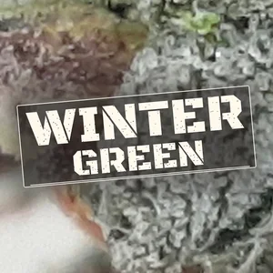 Winter Green Cannabis Strain