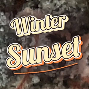 Winter Sunset Cannabis Strain