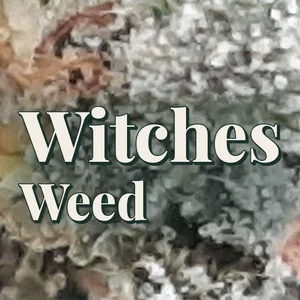 Witches Weed Cannabis Strain